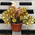 Begonia Tiger Paws - There are so many hybrids and similar names that i'm just giving them common name for my own easy identification.