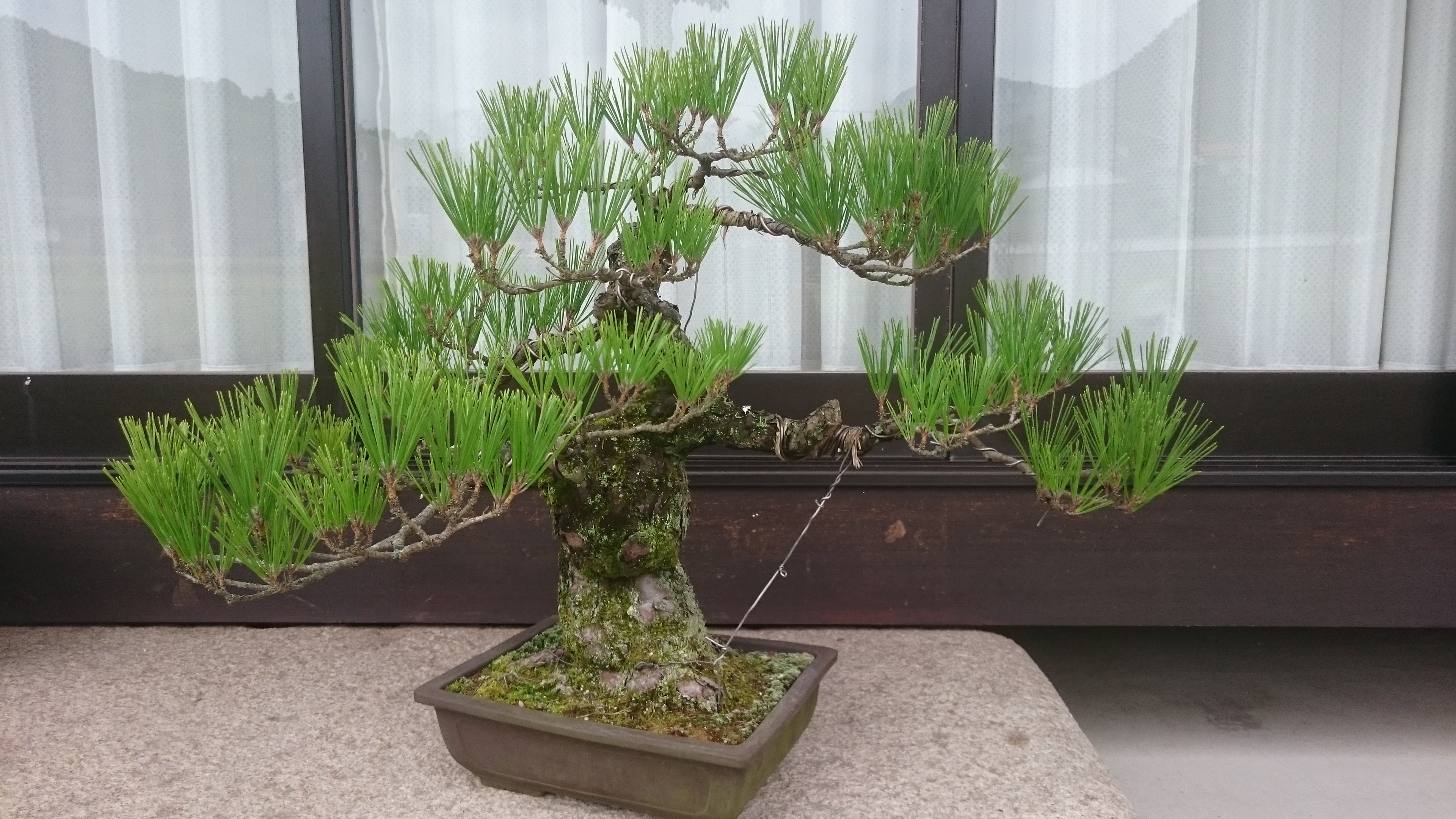 盆栽の育て方 作り方 剪定方法や経年変化の様子 庭の未来net