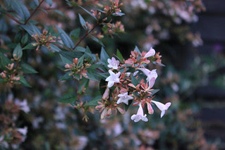 Abelia