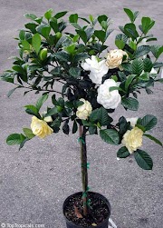 Terpopuler 39+ Aimee Gardenia
