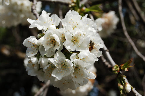 Bees like cherry blossoms