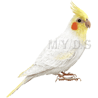 オカメインコのイラスト 条件付フリー素材集