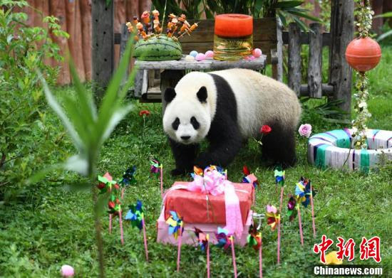 亚成体大熊猫姐妹在长春度过四周岁生日 中国新闻网