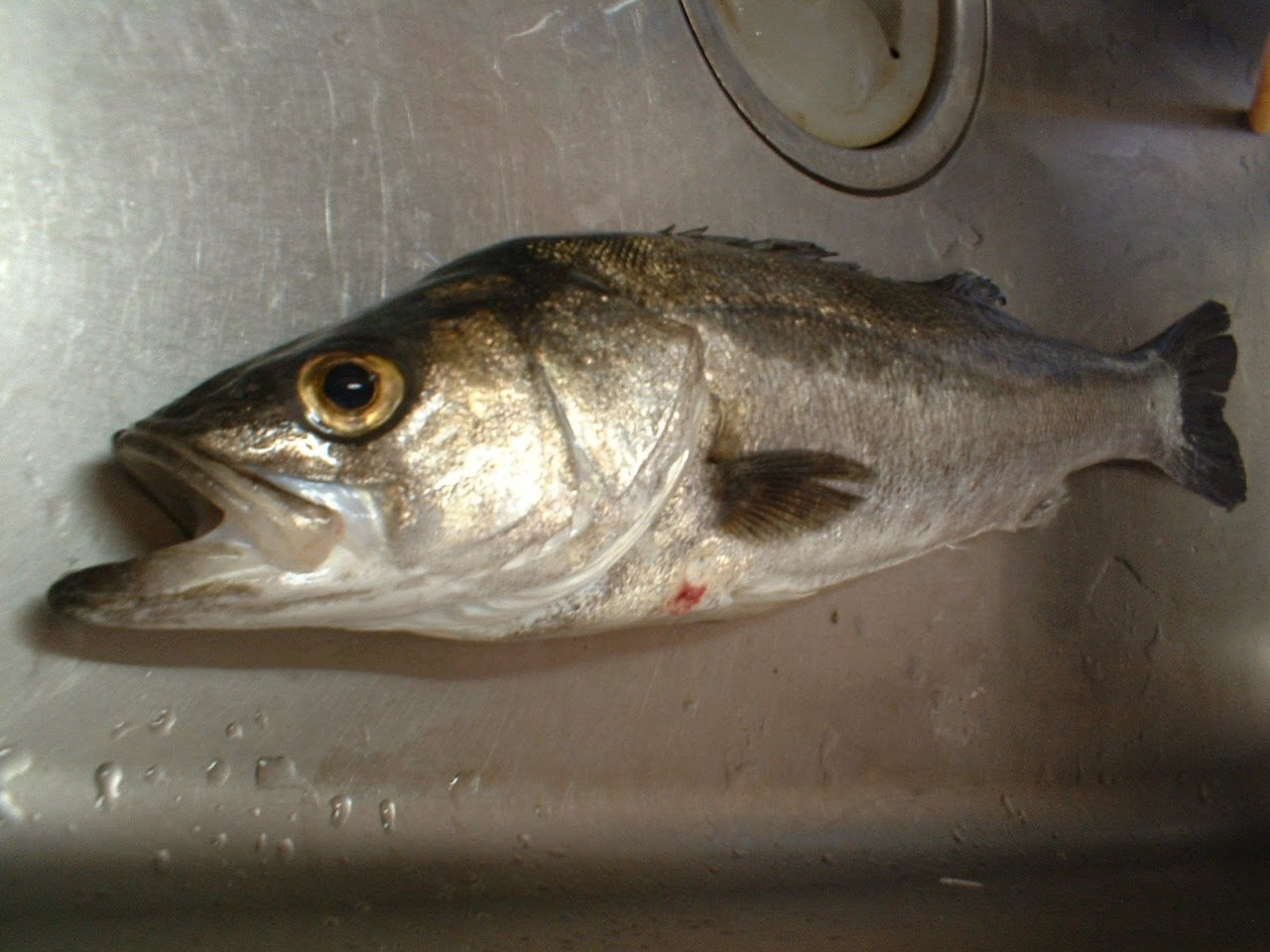 夜釣りで釣れる魚 スズキ チヌ 黒鯛 ウナギ 基礎知識