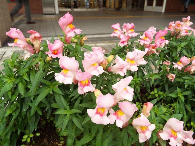 物忘れ日記とするか 今日の花 英語 フロイトの言葉 老いてこそ勉強 楽天ブログ