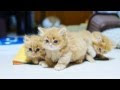 コンプリート！ マンチカン 子猫 可愛い 画像 217869