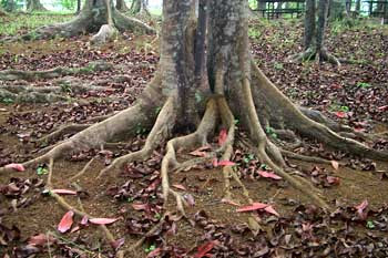 picture Ek Mukhi Rudraksha Tree In India astromandir