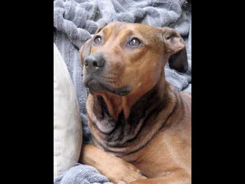 Doberman Pinscher And Pitbull Mix