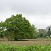 Tree in field no longer water logged