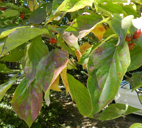 naturenotesDSCN2122
