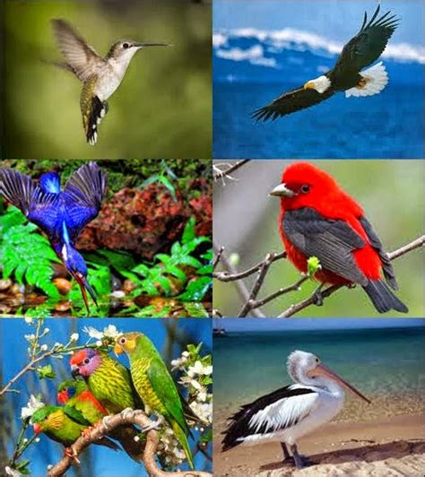 dreams phillum vertebrata kelas aves