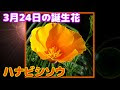 3月24日 誕生花 324385-2001年 3月24日 誕生花
