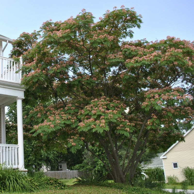 E H Wilson Mimosa Tree from Stark Bro's - Mimosa Trees For ...