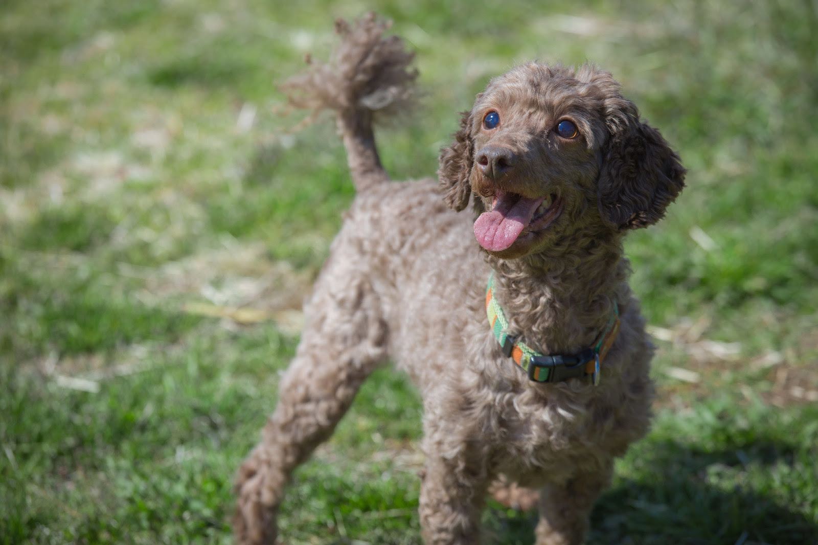 犬の尻尾の役割って 犬の気持ちが尻尾でわかるって本当 犬の総合情報サイト ペットスマイルニュースforワンちゃん