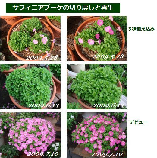 サフィニアブーケの切り戻しと再生 小さな花宇宙 そして それから 老いふたりの小宇宙 楽天ブログ