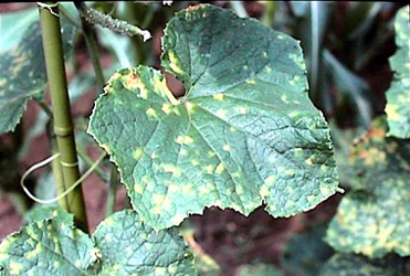 キュウリの葉に黄色い斑点 褐色の模様が