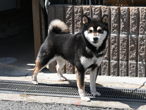黒柴犬名門犬舎 子犬販売 美原阿弥荘