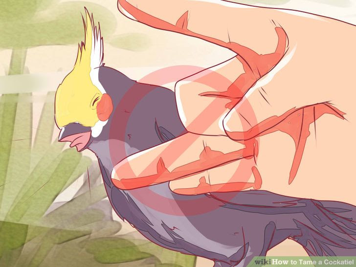 Tame a Cockatiel Step 6 Version 2.jpg