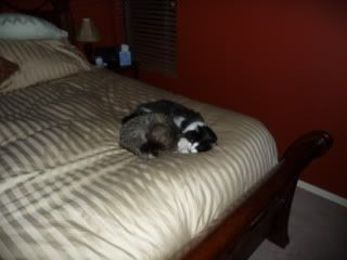 cats
