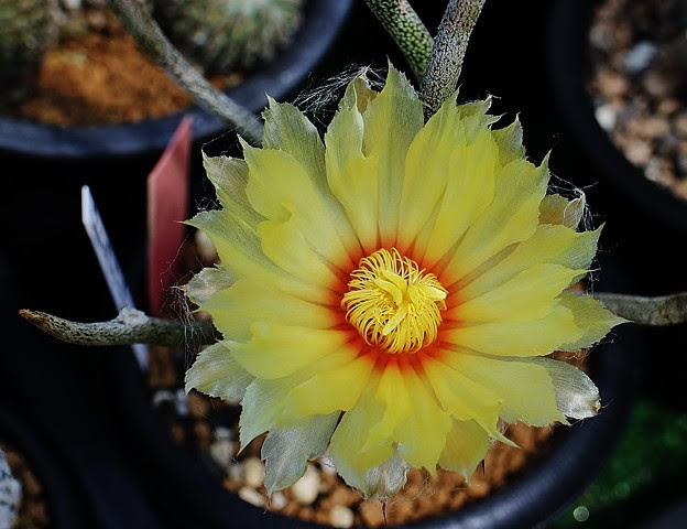 カプトメデューサの花 写真共有サイト フォト蔵