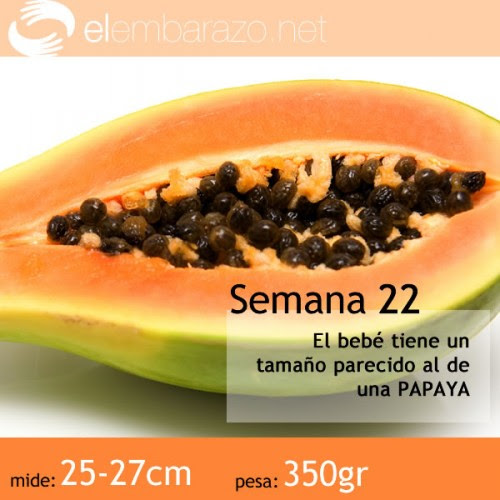Semana 22 de gestación | elembarazo.net