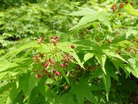 １０月３１日の誕生花 カエデ 楓 の花言葉 大切な思い出 秋に黄から赤へ変化してから 隠栖 する葉 弥生おばさんのガーデニングノート 花と緑の365日 楽天ブログ
