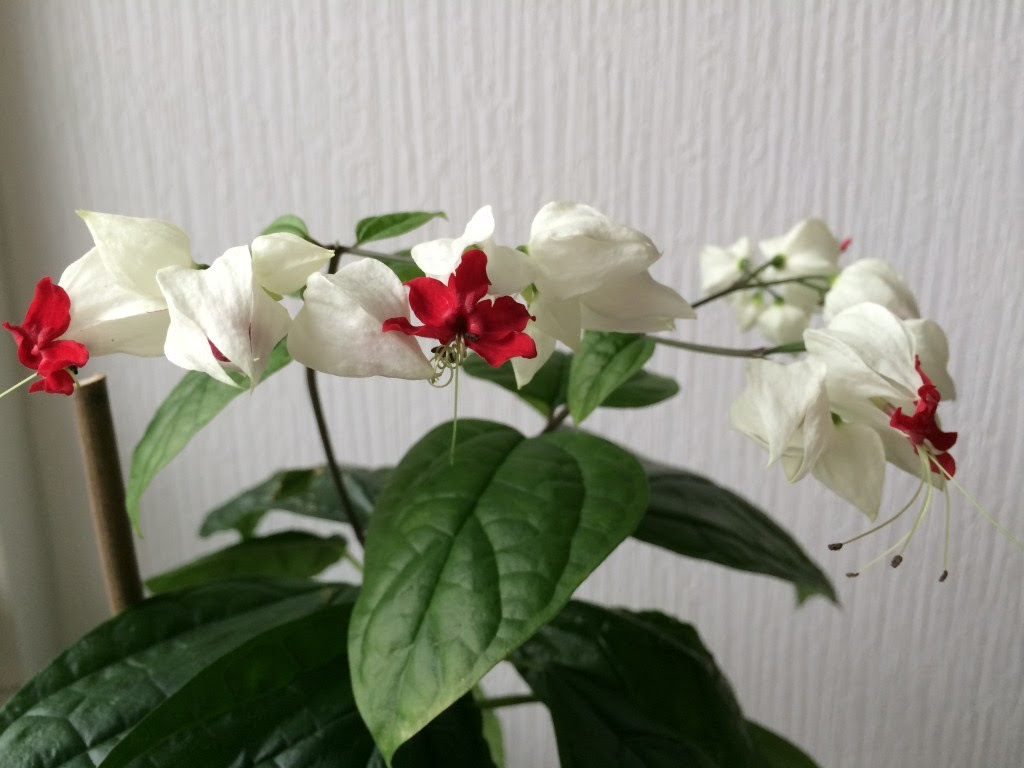 水栽培もok 源平カズラを植え付けました つるバラと宿根草の小さな庭づくり