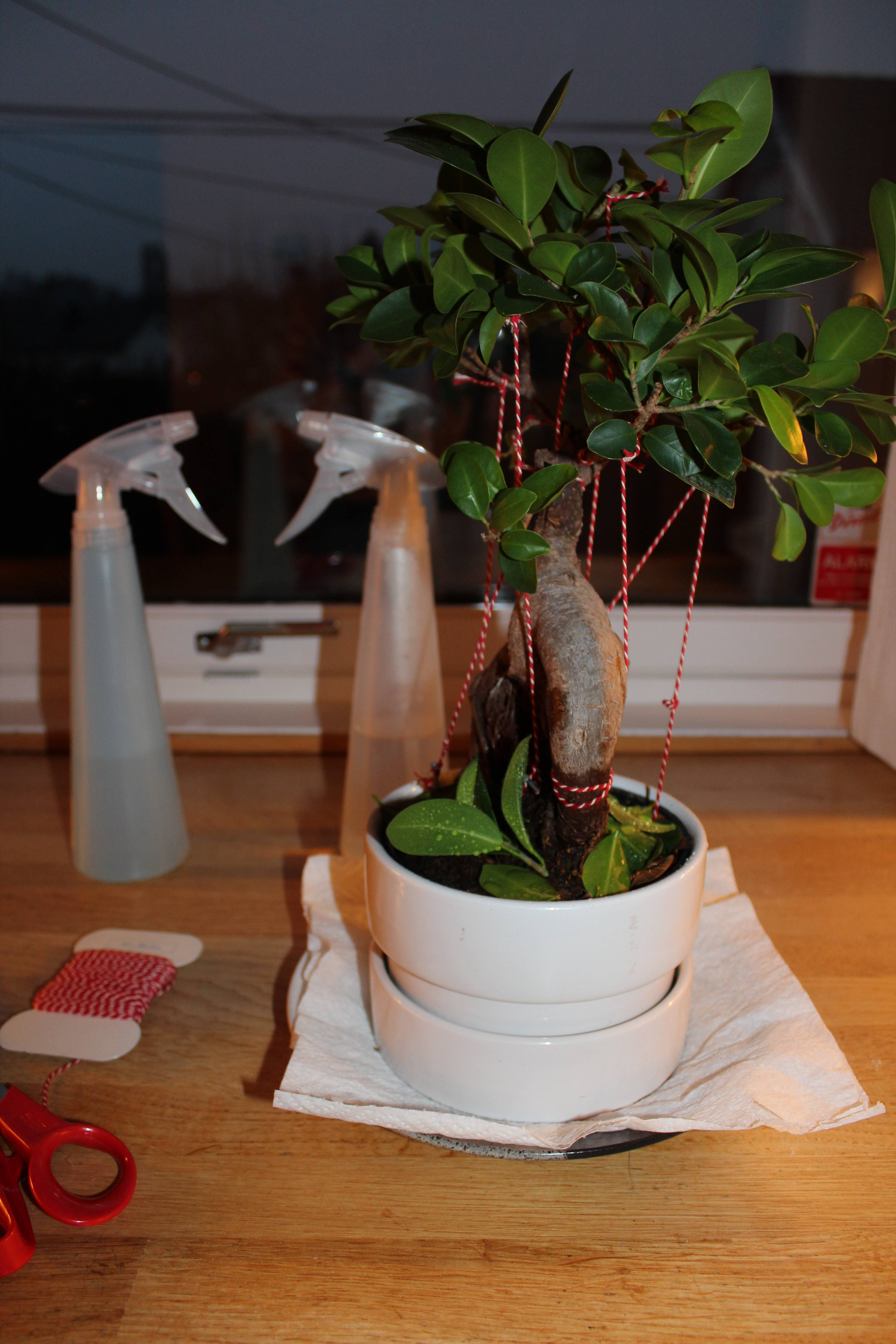 Training my Ficus Ginseng to grow outwards, not only upwards! [Ikea Ficus  Microcarpa Ginseng] : Bonsai
