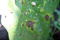 blighted eggplant leaves