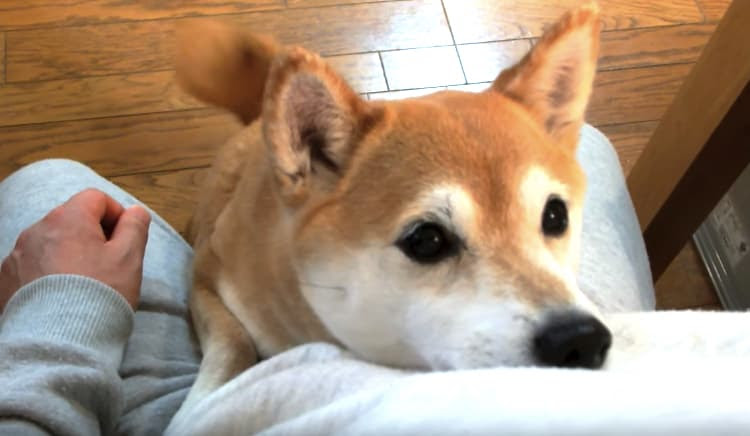 かまって ちょーだい あざと可愛い 無敵の柴犬 いぬのこと