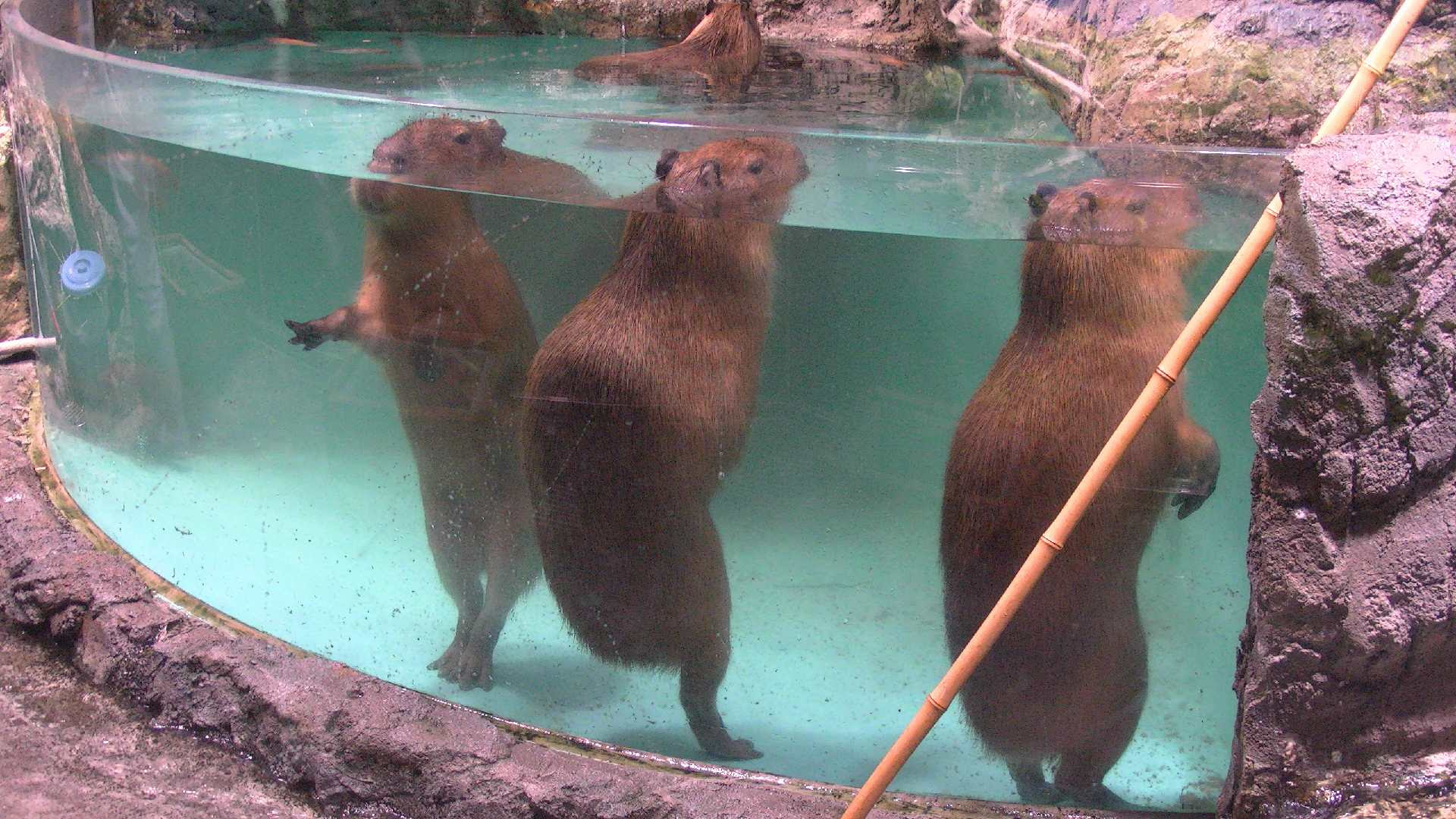鳥羽水族館 ４回目 その２ なんとなく放浪