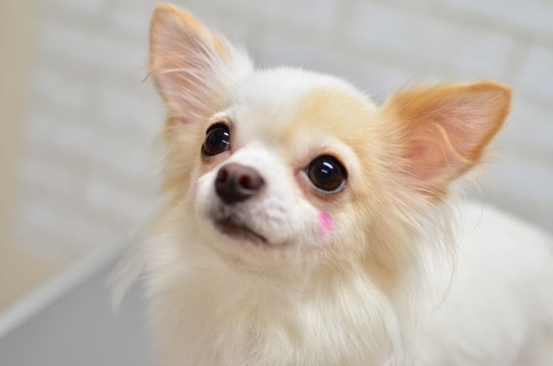 飼い主に染毛剤で染められた犬 瀕死の傷を負う 専門家 絶対に人間用の染毛剤をペットに使用しないで ガールズちゃんねる Girls Channel