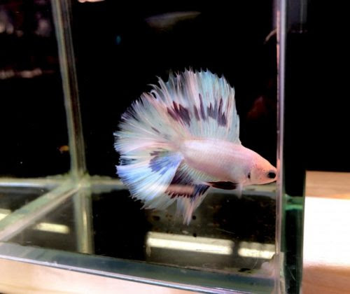ベタは時々フレアリングさせよう 重要性と方法 頻度について解説 サイエンス アクアリウム 科学で飼育 病気を楽に治すサイト