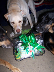 LapdogBaskets_TutZeusLola