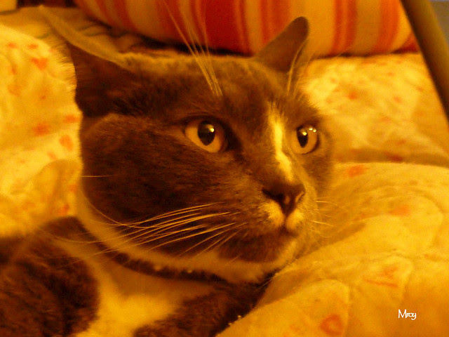 2012_11_12 emma and buster 026
