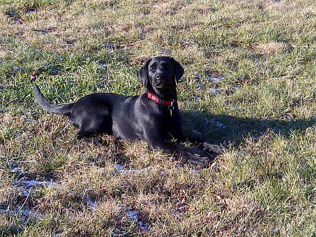 Stella