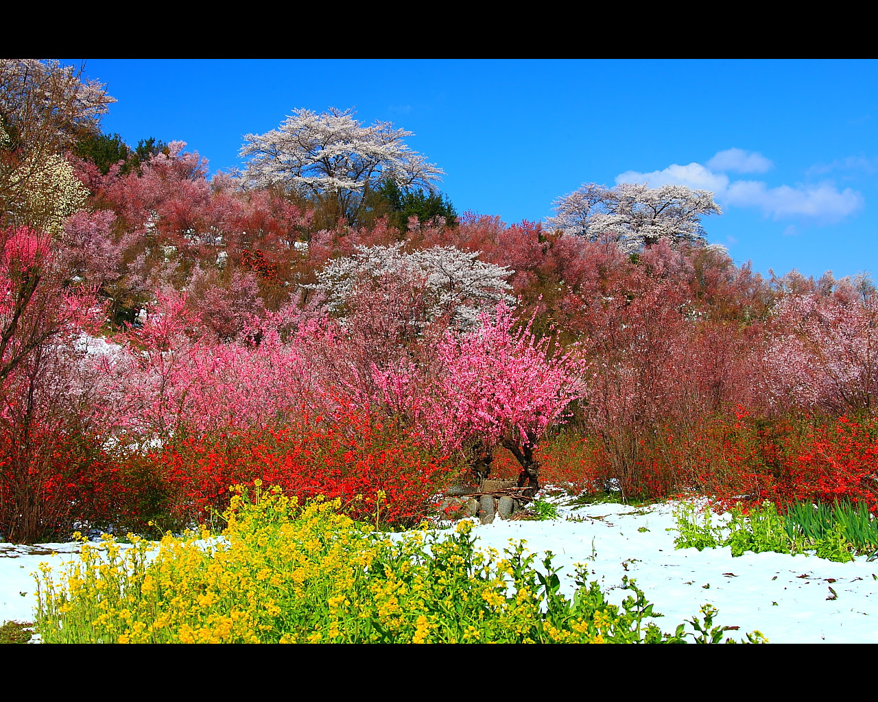 花見山公園の満開桜と花々1280x1024サイズ