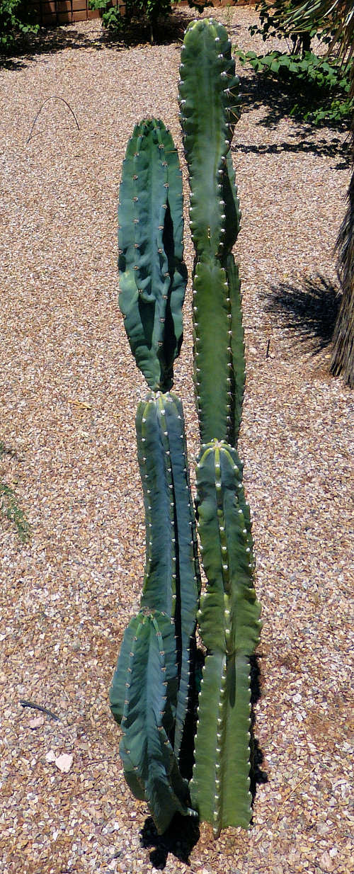 Growing Apple Cactus: Cereus repandus