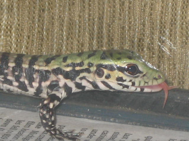 black and white tegu. Baby Black and White Tegu One