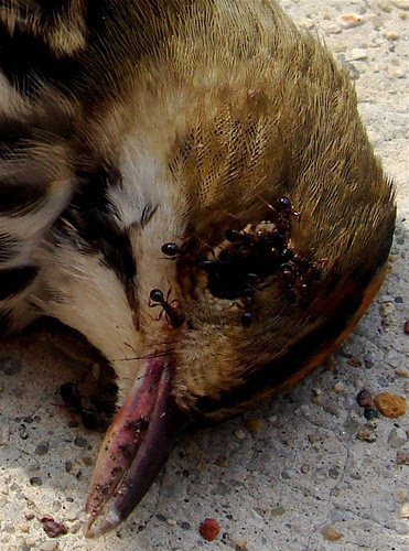 Bird head with ants