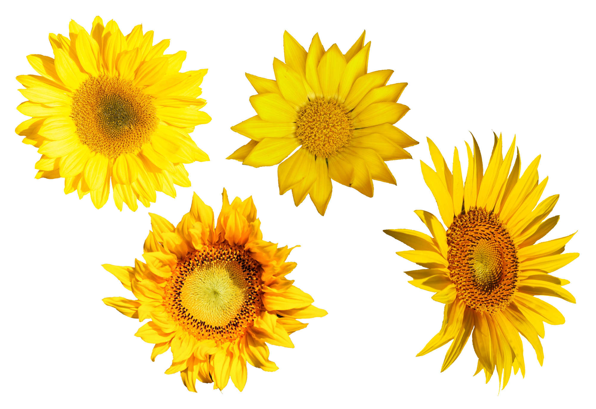 Download 4 Sunflower (PNG Transparent) | OnlyGFX.com