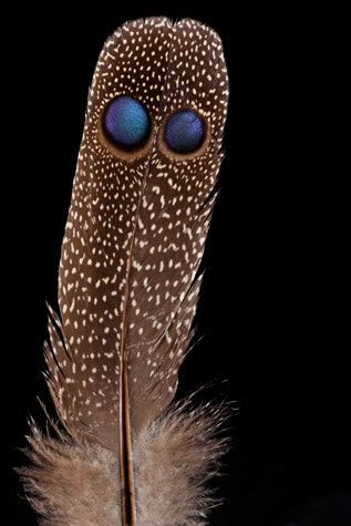 La evolucion, esta hasta en las plumas de las aves