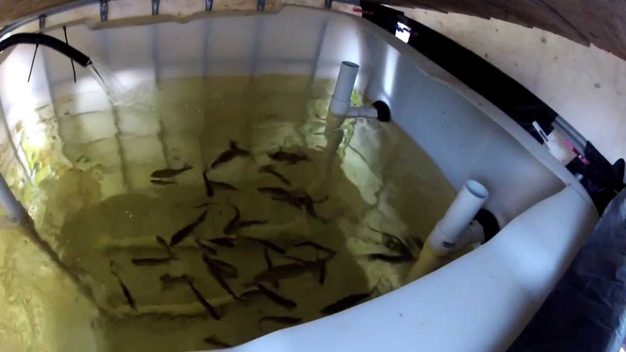 Aquaponic Rainbow Trout Feeding - YouTube