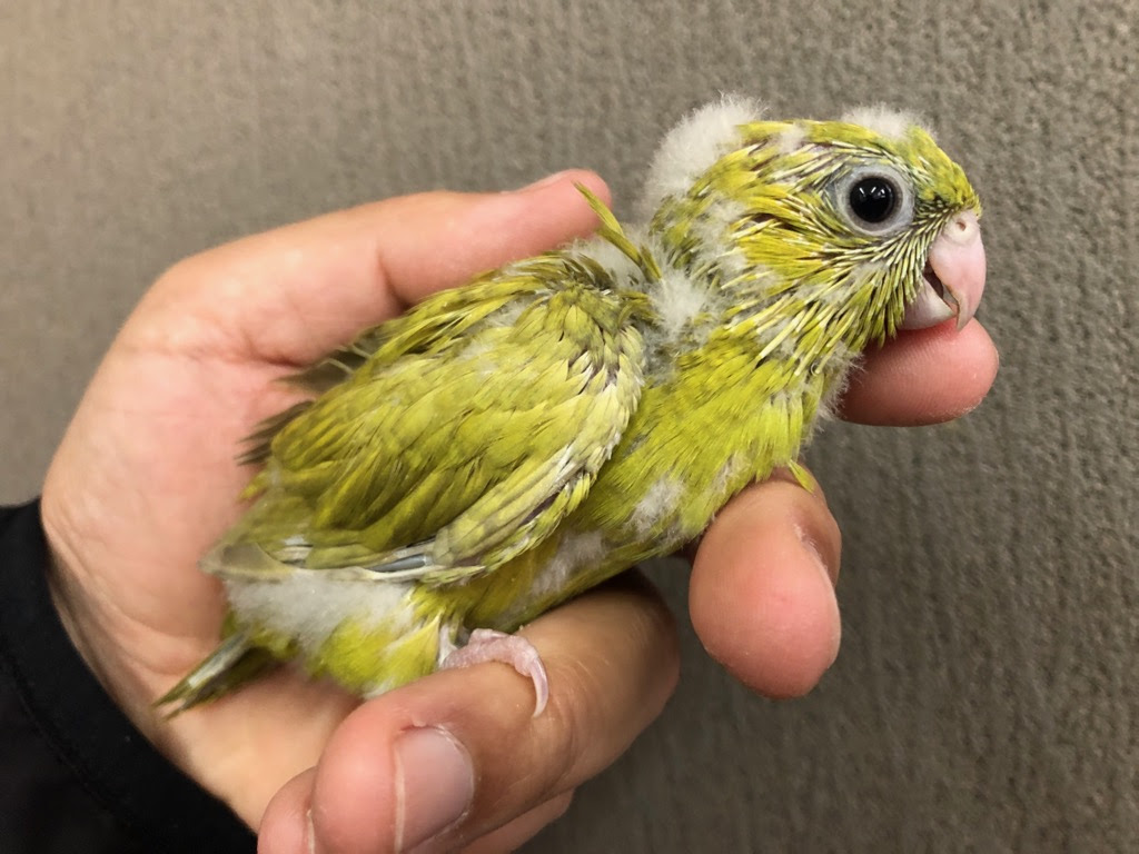 21年05月の記事 Lovebirdfukuoka ラブバードフクオカ インコや小動物の販売専門店