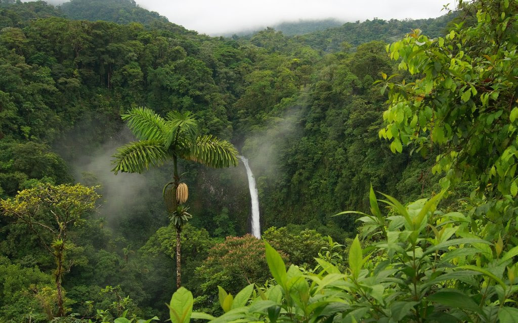 World distribution map of Tropical Rainforests