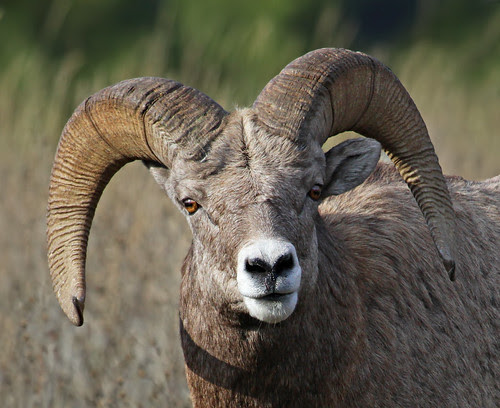 Bighorn Sheep