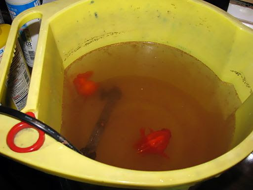 12年11月のバックナンバー 初めての金魚 ピンポンパール らんちゅう 飼育日記