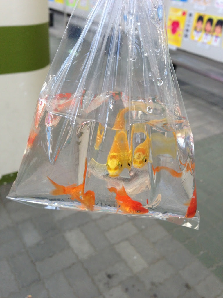 金魚すくい Hi Cheese