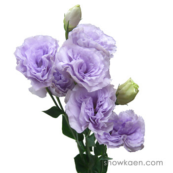 トルコギキョウ シルクラベンダー Flower Note