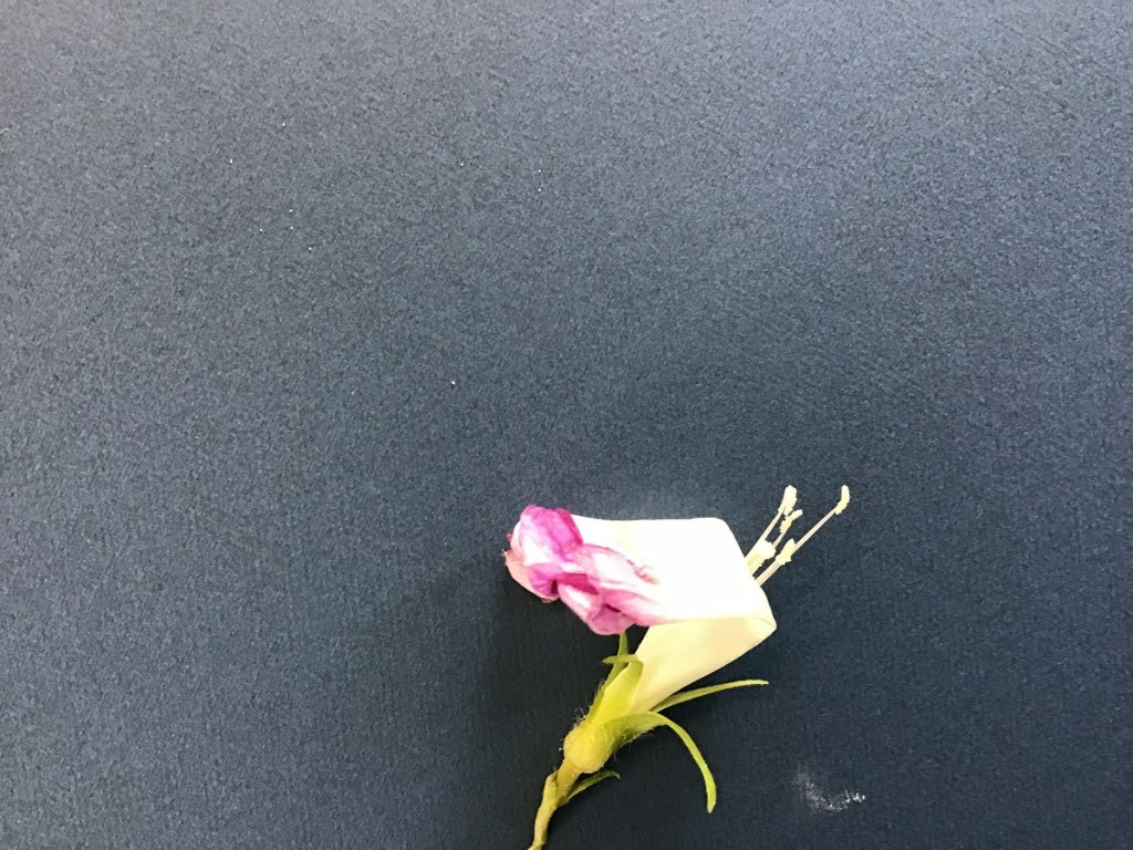 アサガオのおしべの花粉はどのようにしてめしべにつくのか １ かたりつづけていきます